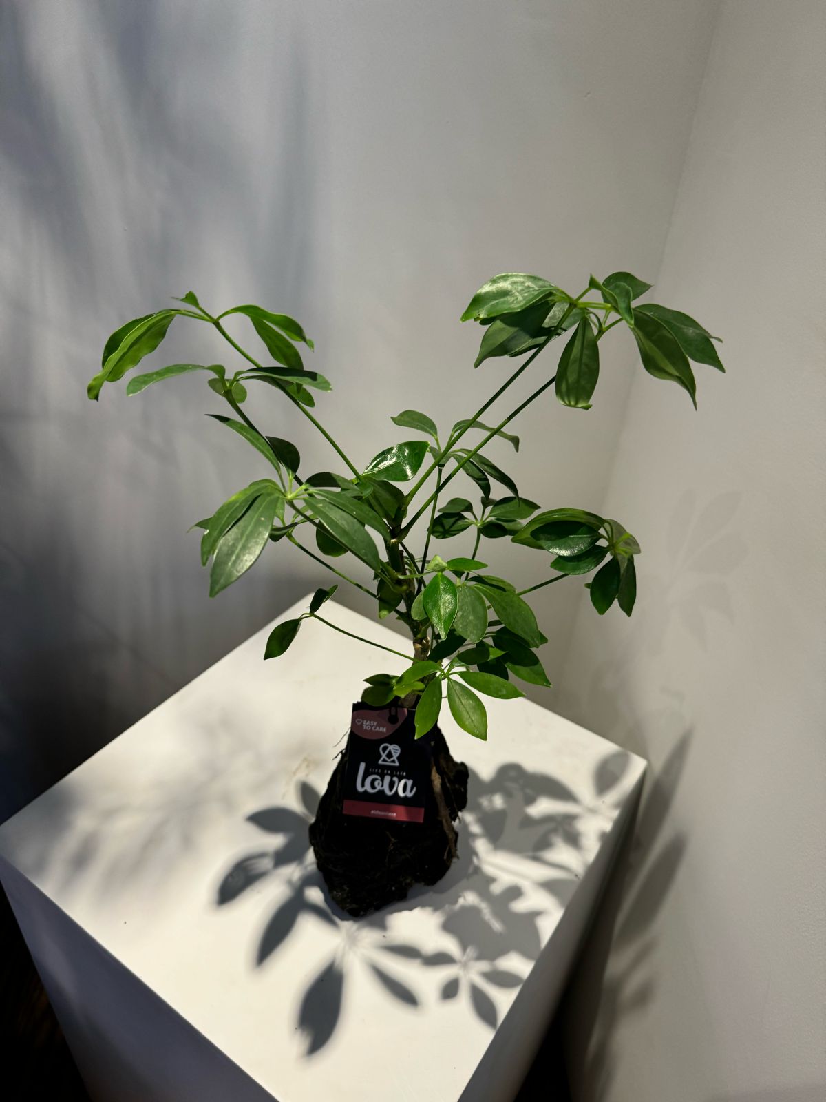 Lova Schefflera in Lava Rock - Plant Studio LLC