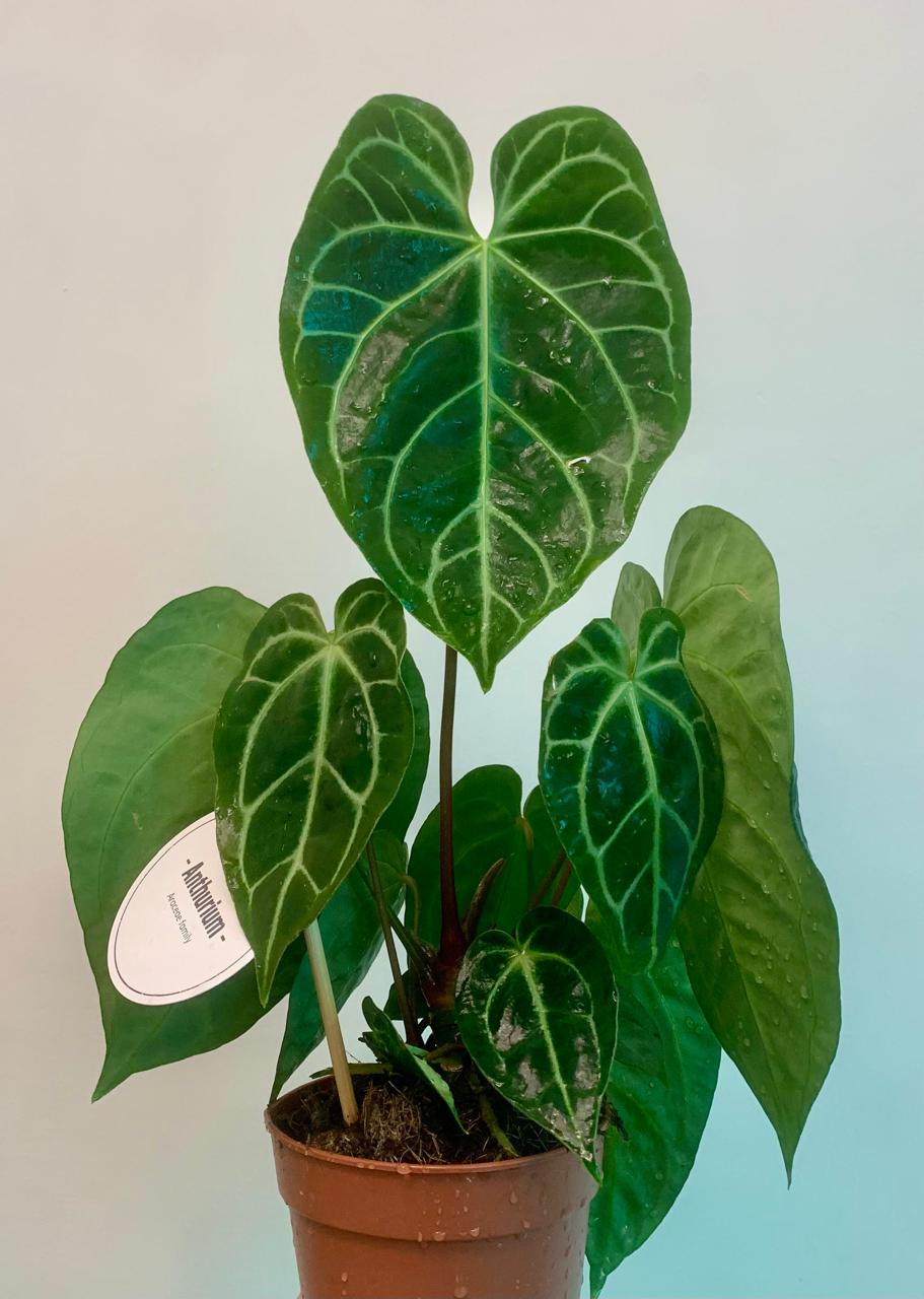 Euphorbia Clivicola – Plant Studio LLC