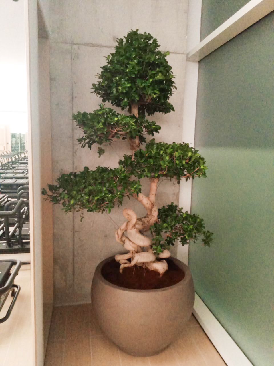 bonsai rubber tree Ficus Elastica Robusta 'Rubber Tree' – Plant Studio LLC