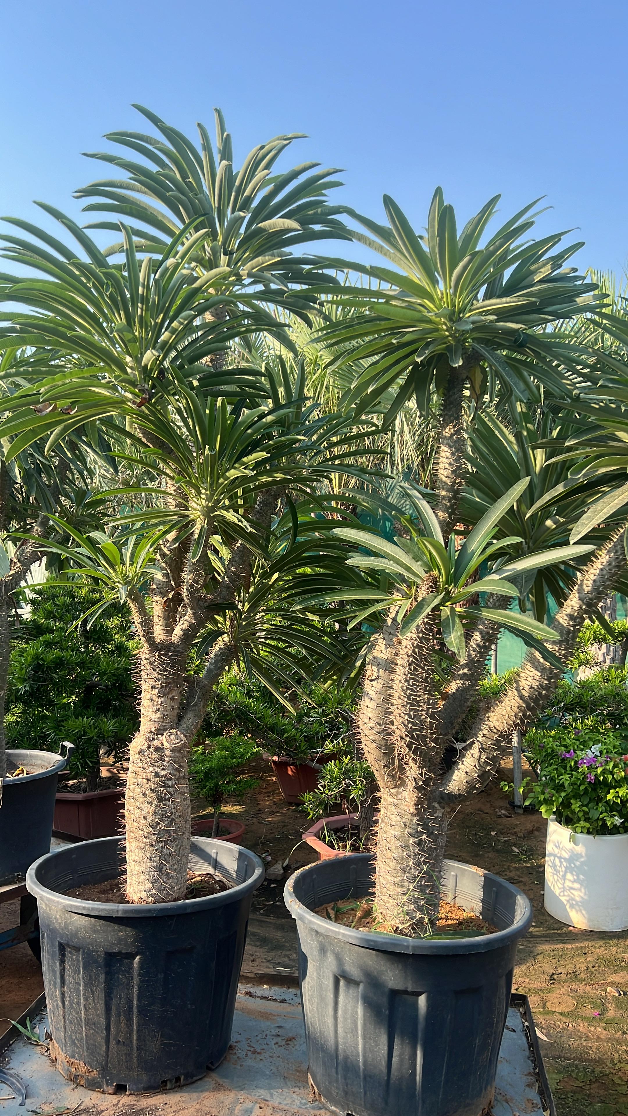 is madagascar palm toxic to cats Madagascar Palm