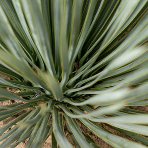 Yucca Rostrata 180cm