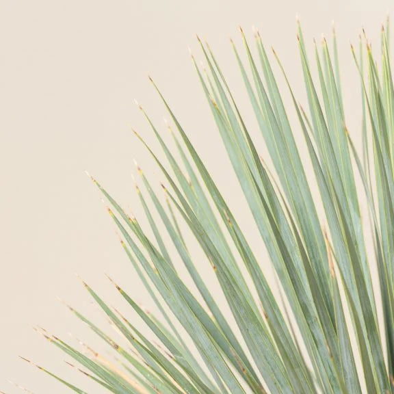 Yucca Rostrata 180cm