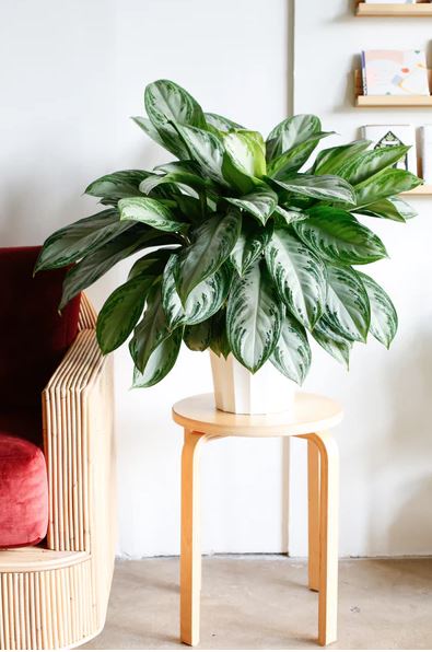 sansevieria star rose Sansevieria Star Rose – Plant Studio LLC