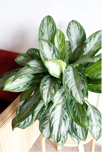 aglaonema white diamond Aglaonema White Diamond – Plant Studio LLC