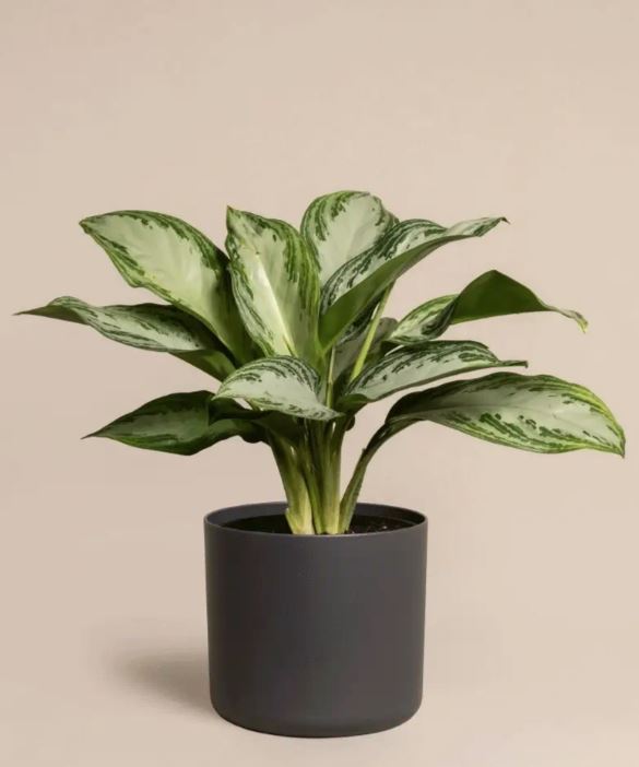 aglaonema silver bay toxic Aglaonema Silver Bay – Plant Studio LLC