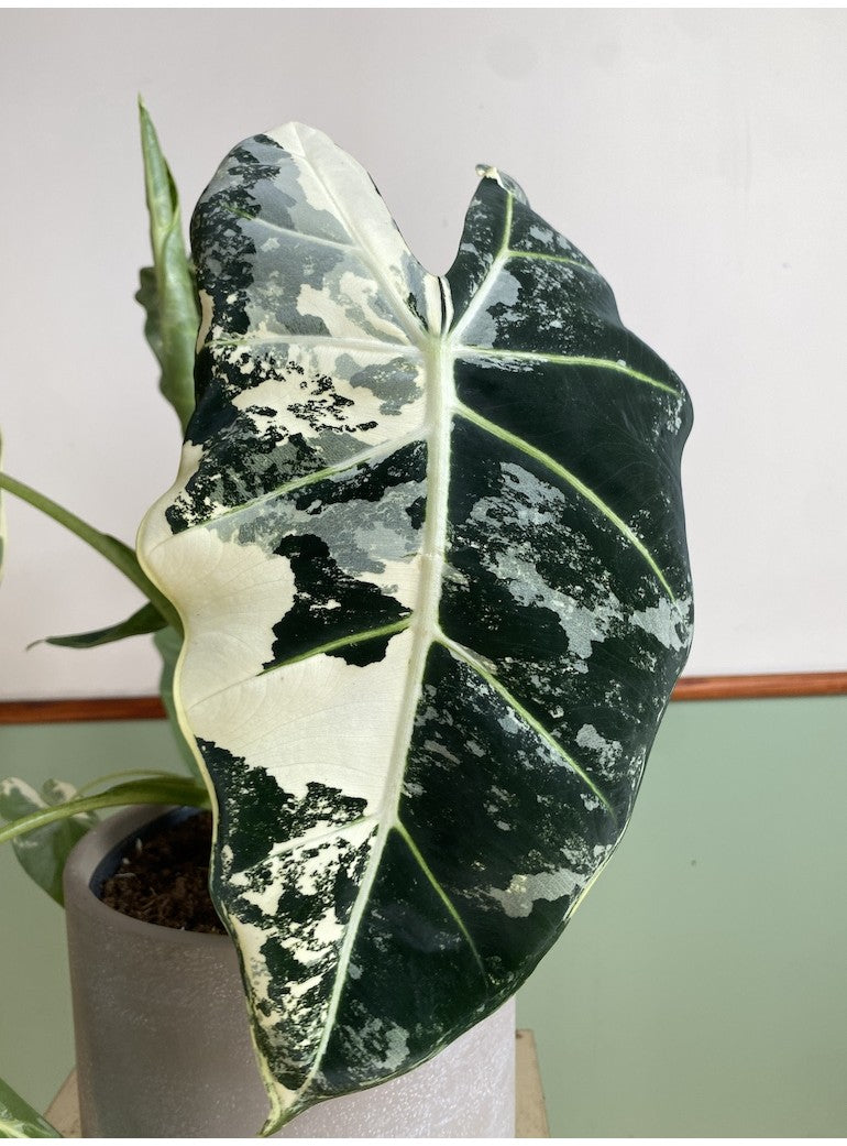 Variegated Alocasia Frydek - Plant Studio LLC