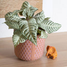 Aphelandra White Wash - Plant Studio LLC