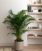 Areca Palm Plant  in Beige Pot with Shelf background placed in Living Room