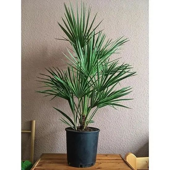 Chamaerops Humilis - Plant Studio LLC