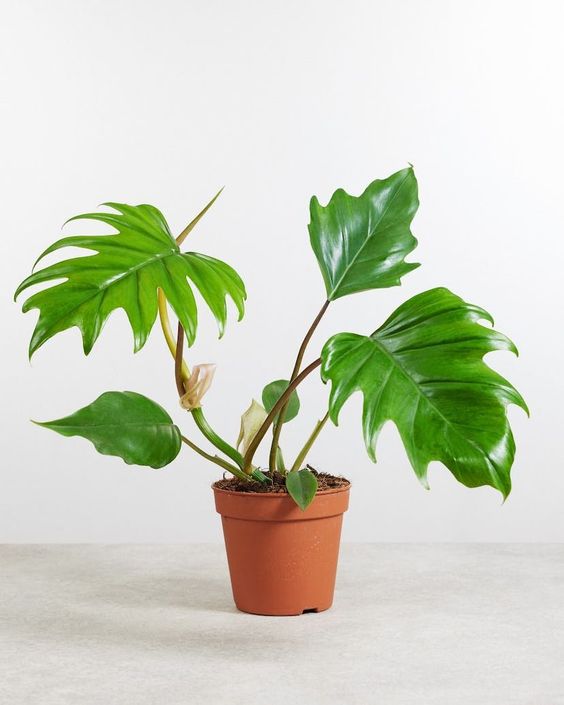 Philodendron Mayoi