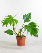 Philodendron Mayoi - Plant Studio LLC