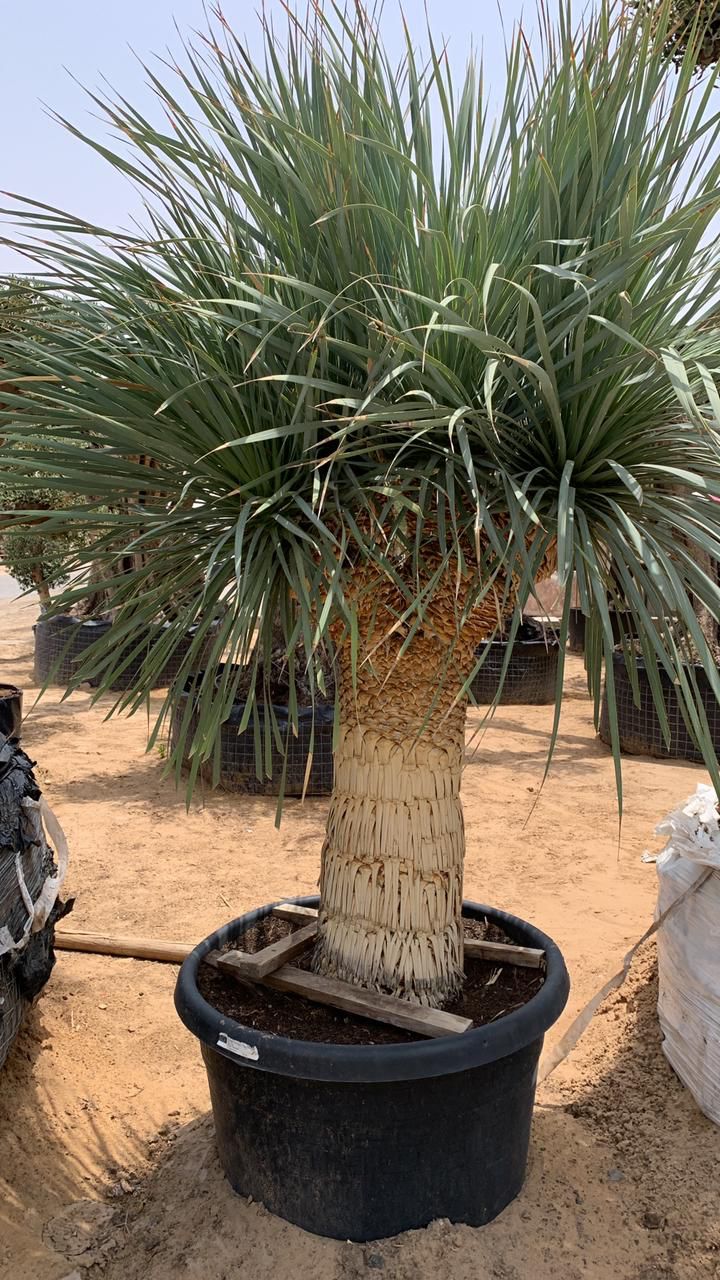 Yucca Rostrata 180cm