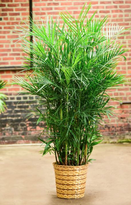 Chamaedorea Bamboo Palm - Plant Studio LLC