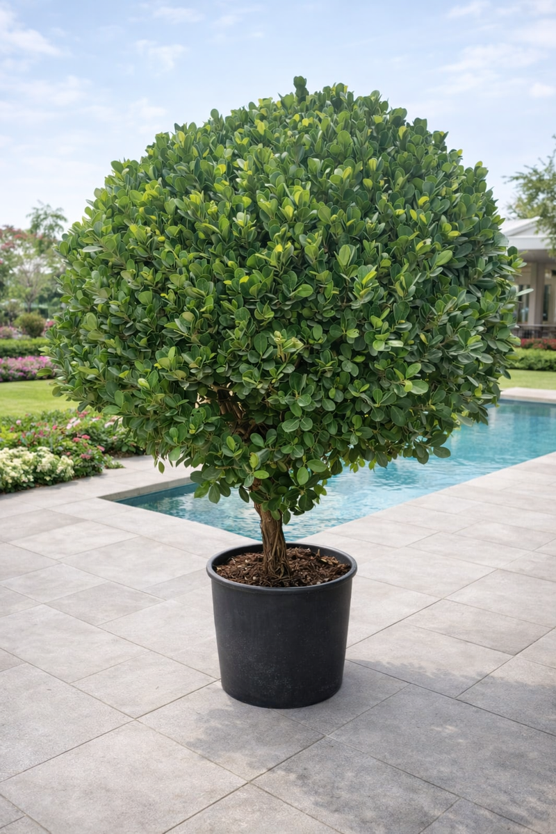 Ficus Retusa Panda Ball 2-2.2 meters – Plant Studio LLC