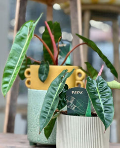 Philodendron Billitiae