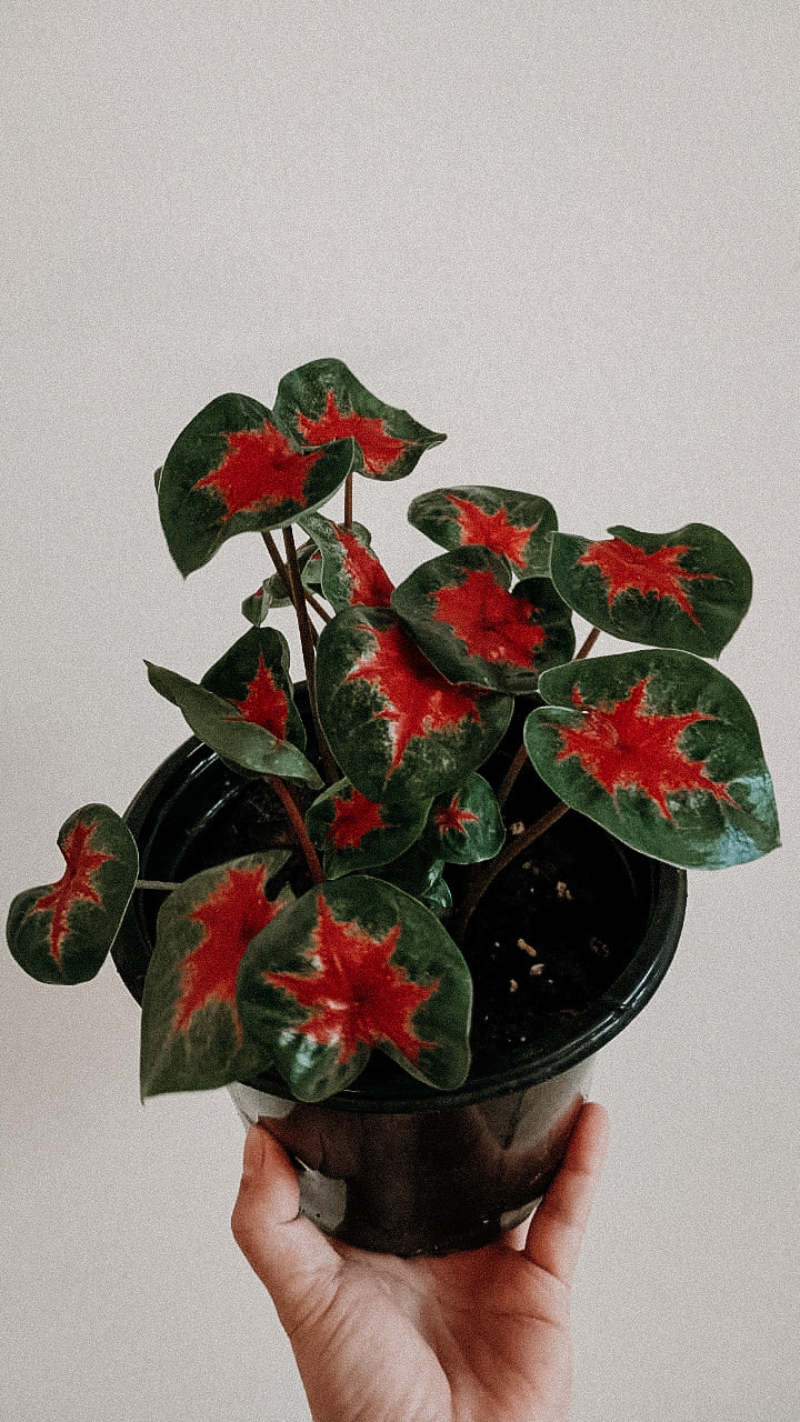 Potted plant with red and green leaves held against a plain background