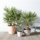 Chamaerops Humilis - Plant Studio LLC