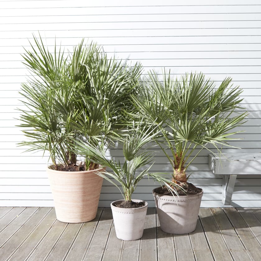 Chamaerops Humilis - Plant Studio LLC