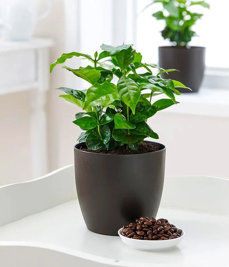 Coffee Arabica - Plant Studio LLC