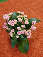 Kalanchoe - Random Color - Plant Studio LLC