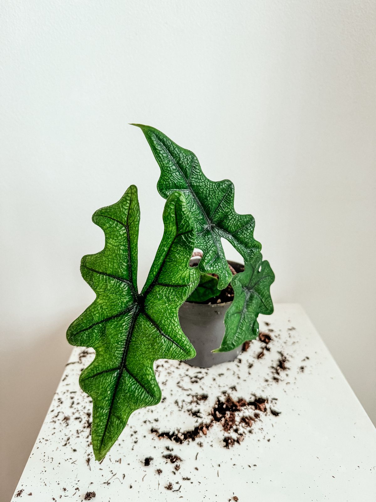 alocasia jacklyn in gray pot placed on top of white table - Plant Studio