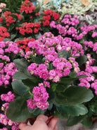 Kalanchoe - Random Color - Plant Studio LLC
