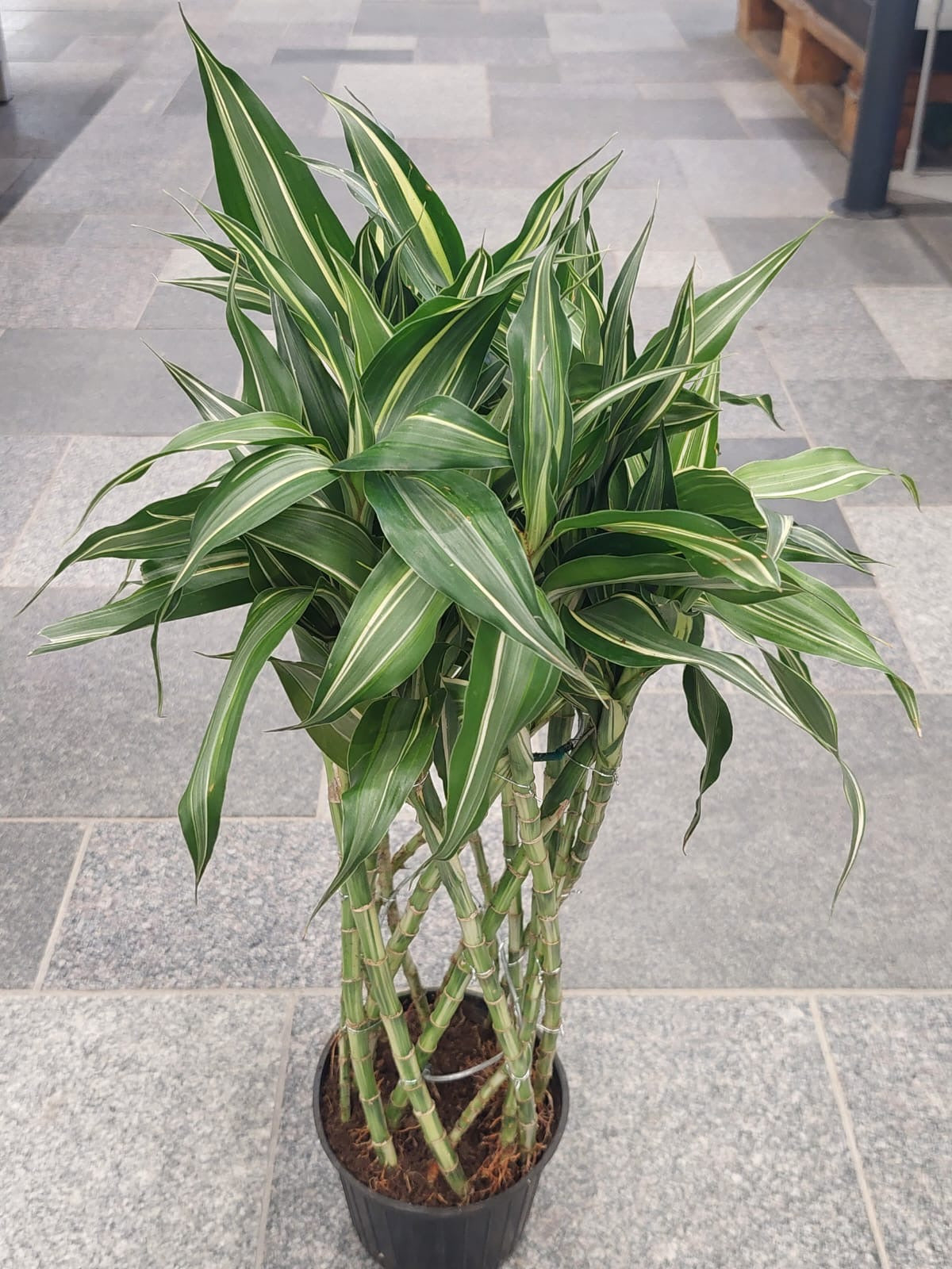 Dracaena Sanderiana - Plant Studio LLC