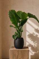 alocasia gagaena 