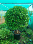A large potted Ficus Panda plant with green leaves, situated outdoors under a greenhouse-like structure.
