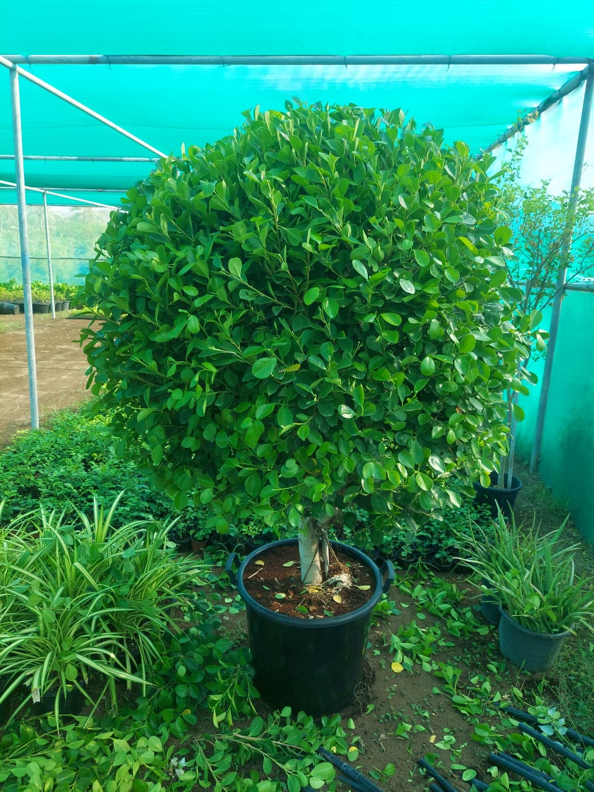 A large potted Ficus Panda plant with green leaves, situated outdoors under a greenhouse-like structure.