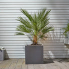 Chamaerops Humilis - Plant Studio LLC