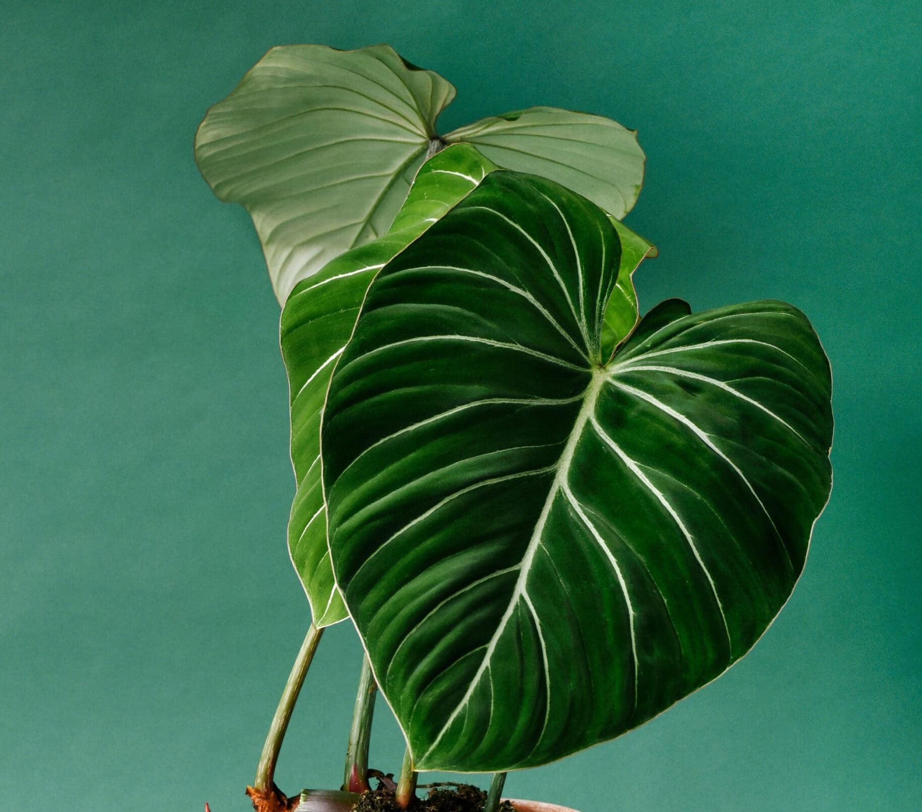 Philodendron Gloriosum Dark Form - Plant Studio LLC