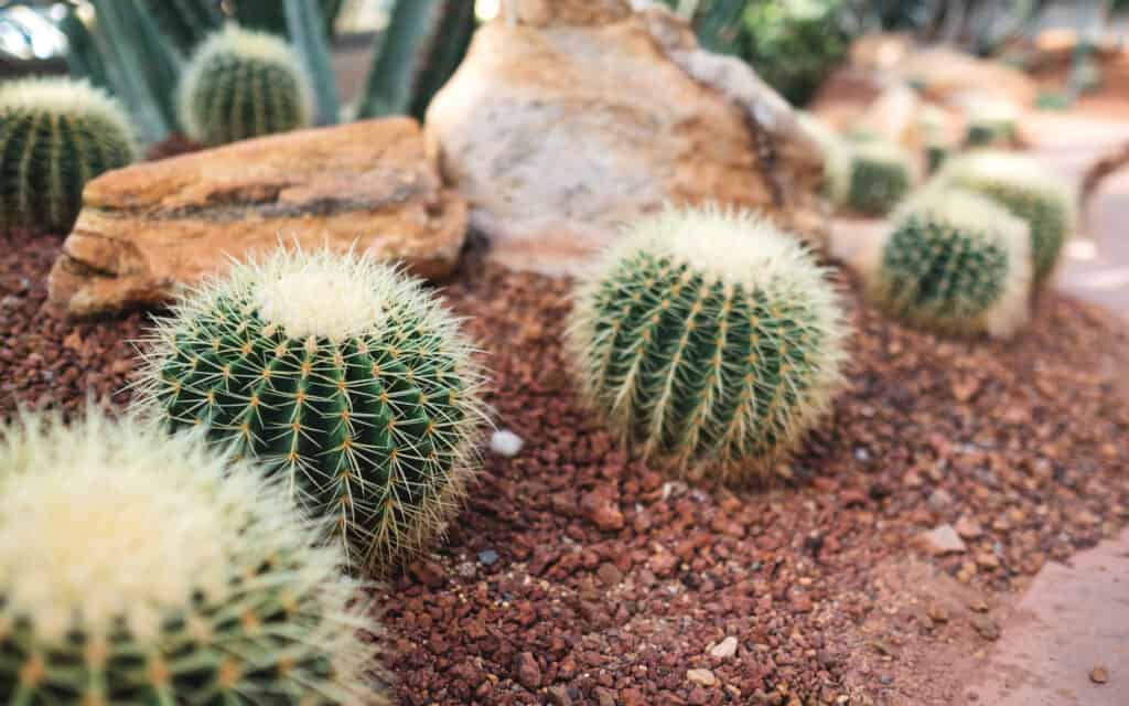 Echinocactus Grusonii 'Golden Barrel Cactus'
