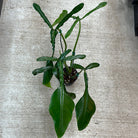 Philodendron Joepii - Plant Studio LLC