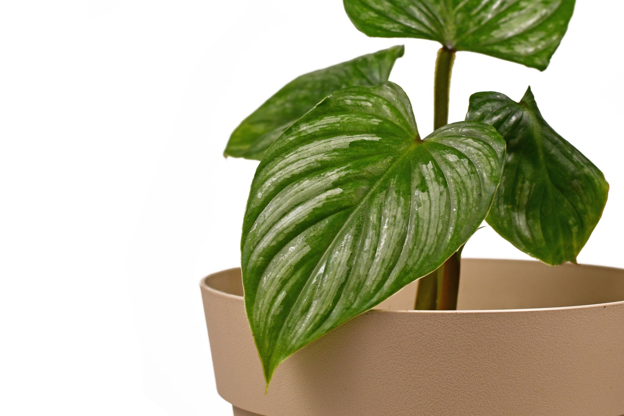 Philodendron Mamei - Plant Studio LLC