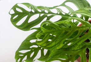 Monstera Esqueleto