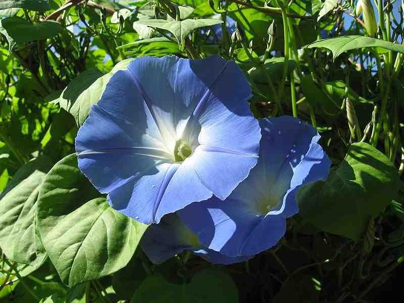 Morning Glory 160cm - Plant Studio LLC