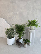 Pet-friendly plant bundle safe for cats and dogs - Dubai UAE indoor plants collection