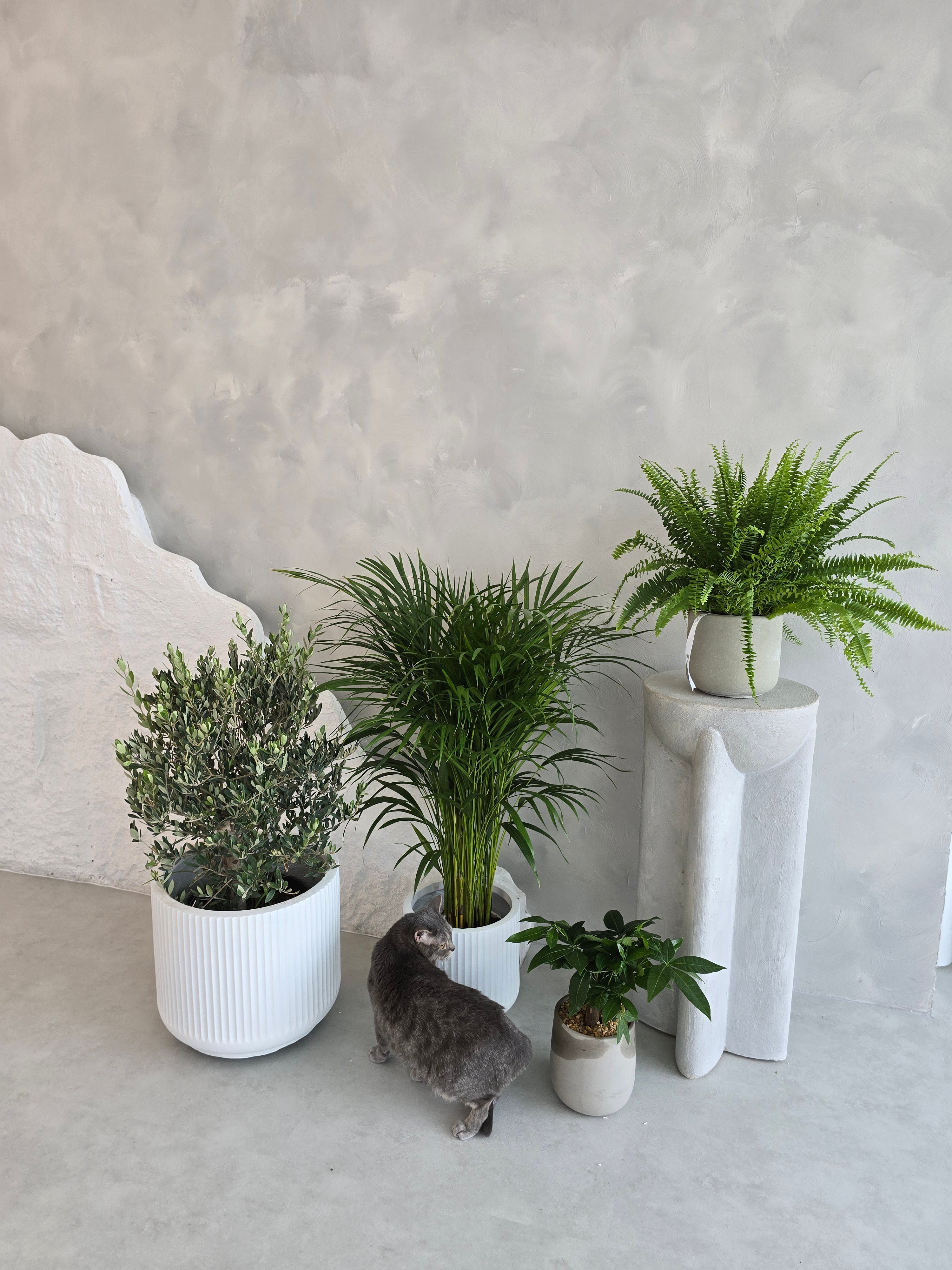 Pet-friendly plant bundle safe for cats and dogs - Dubai UAE indoor plants collection