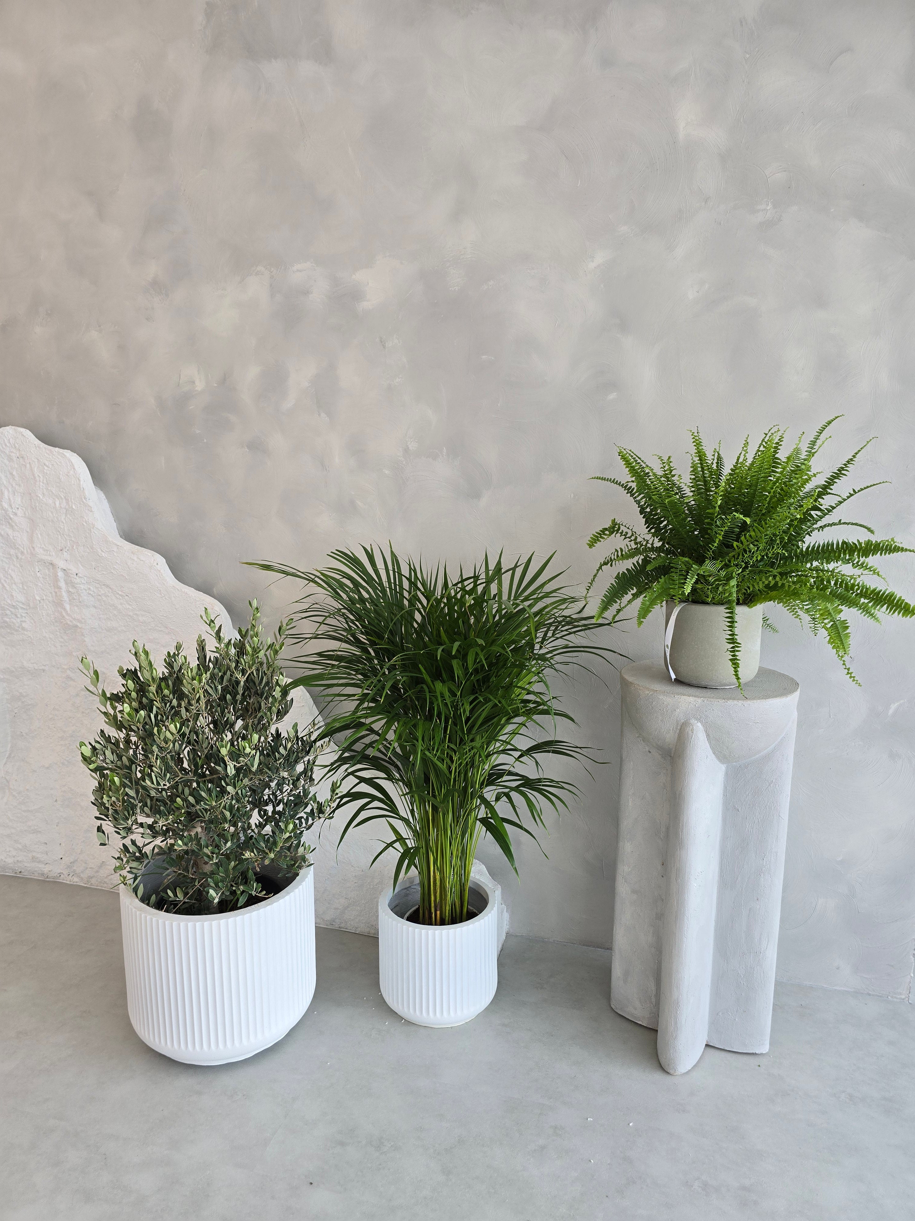 Non-toxic plant collection including pet-safe palms and ferns for Dubai pet owners