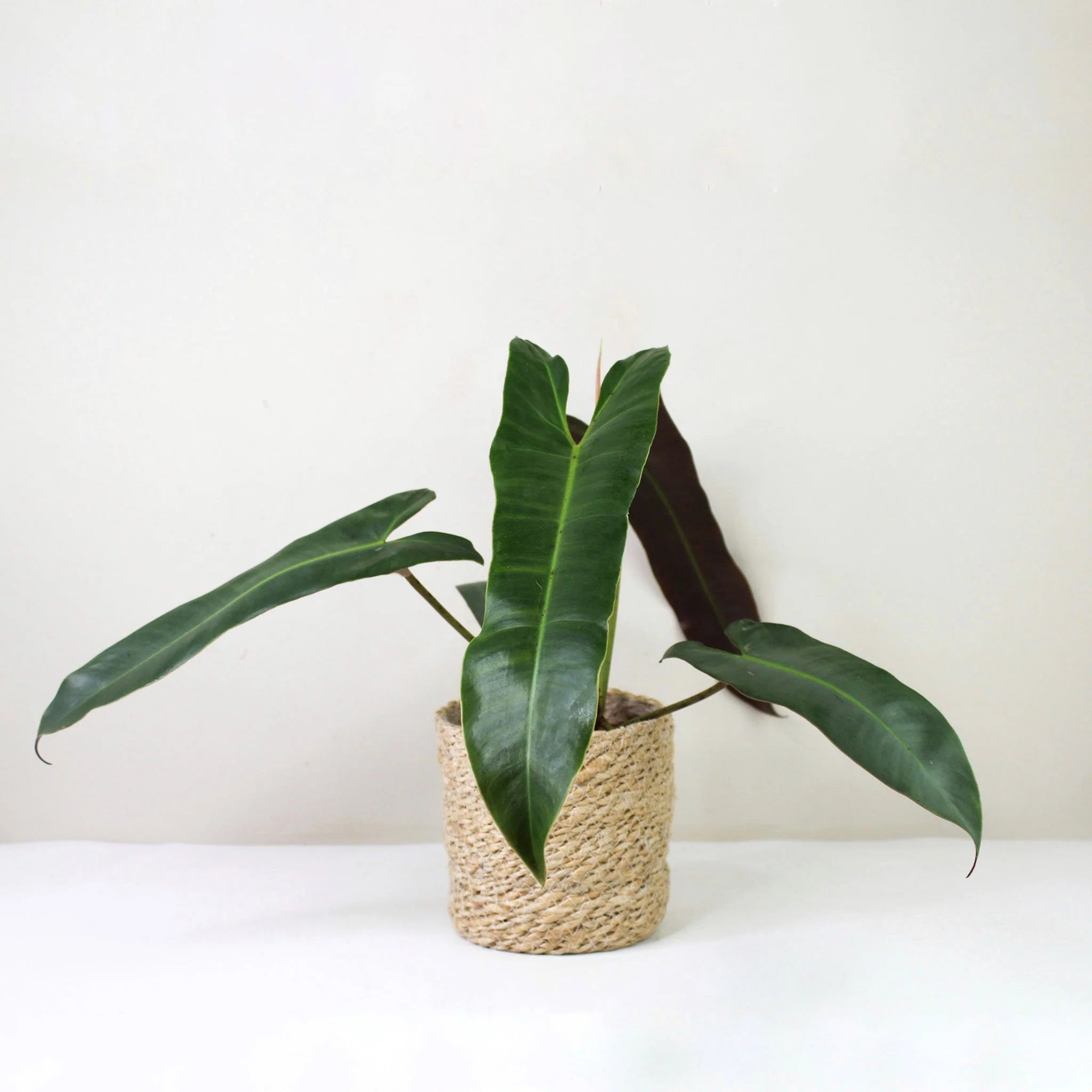 Philodendron Atabapoense - Plant Studio LLC