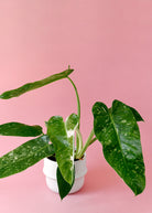 Rare Philodendron Jose Buono - Plant Studio LLC