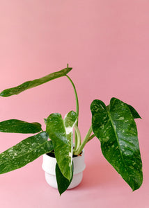 Rare Philodendron Jose Buono