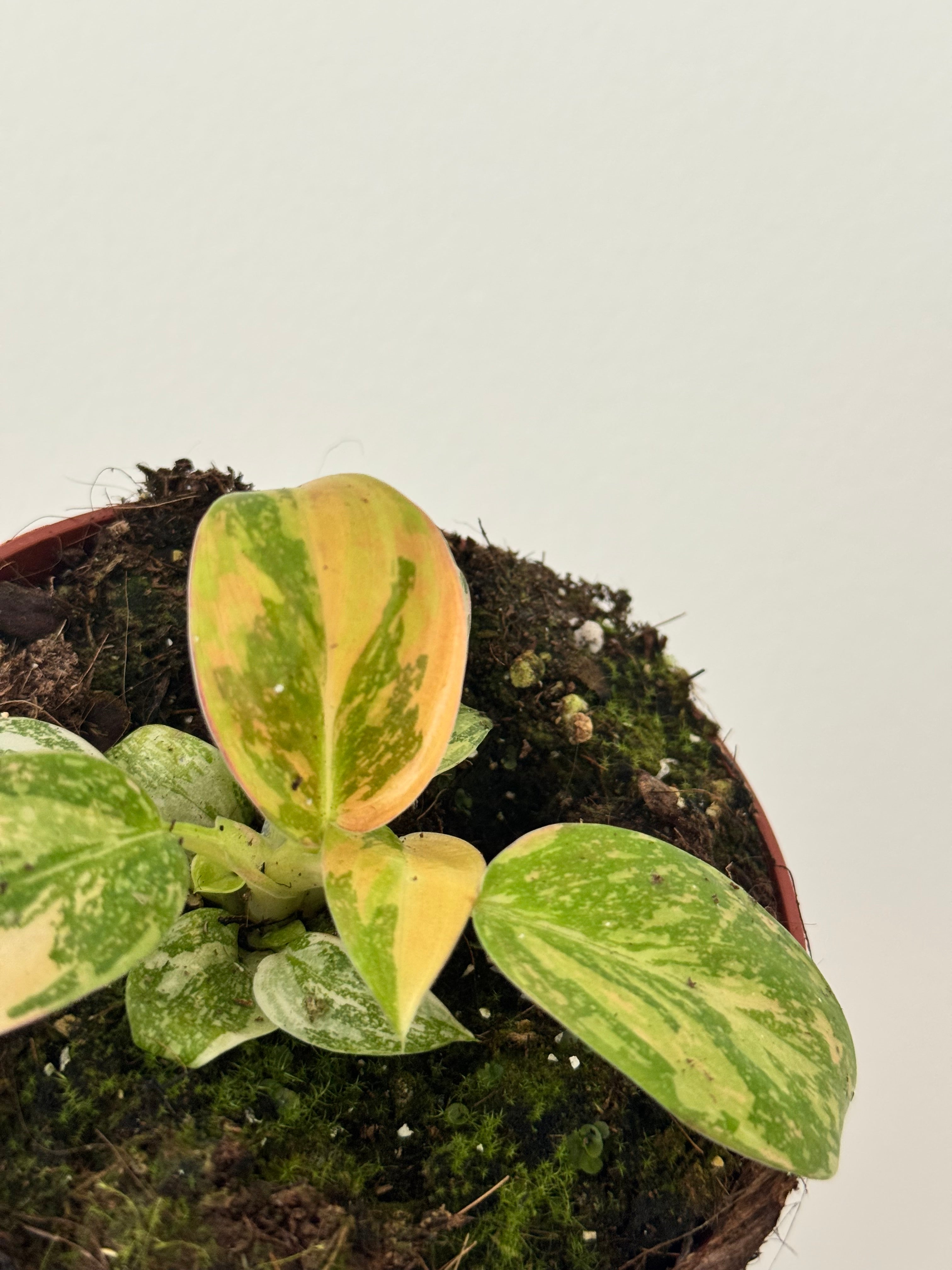Variegated green and yellow leafed plant in a pot against a plain background