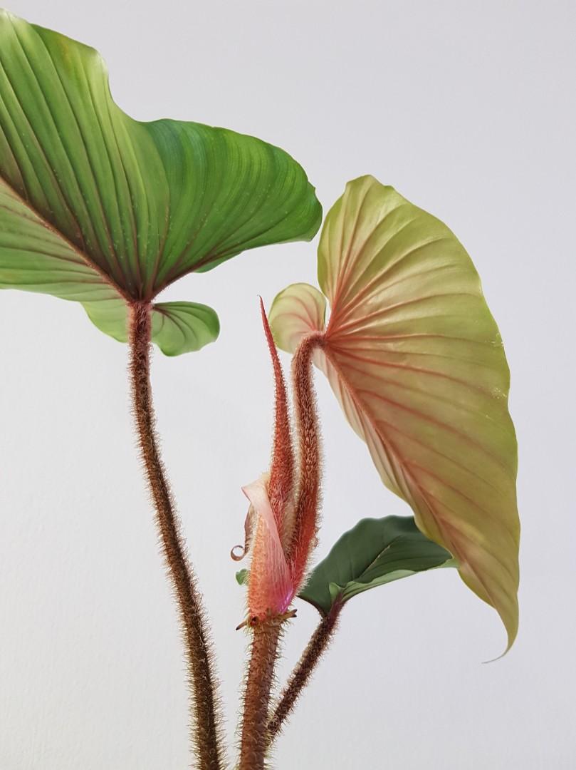 Philodendron Squamicaule Red