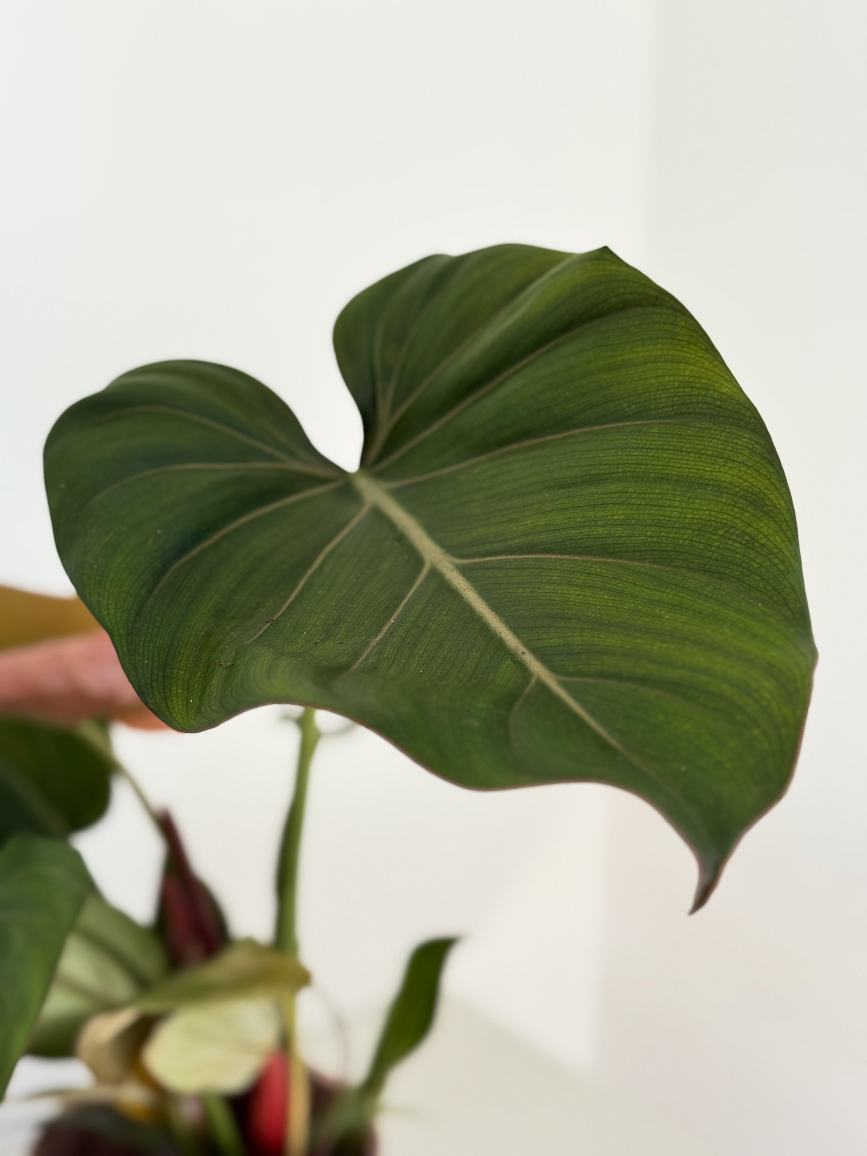 philodendron summer glory dubai
