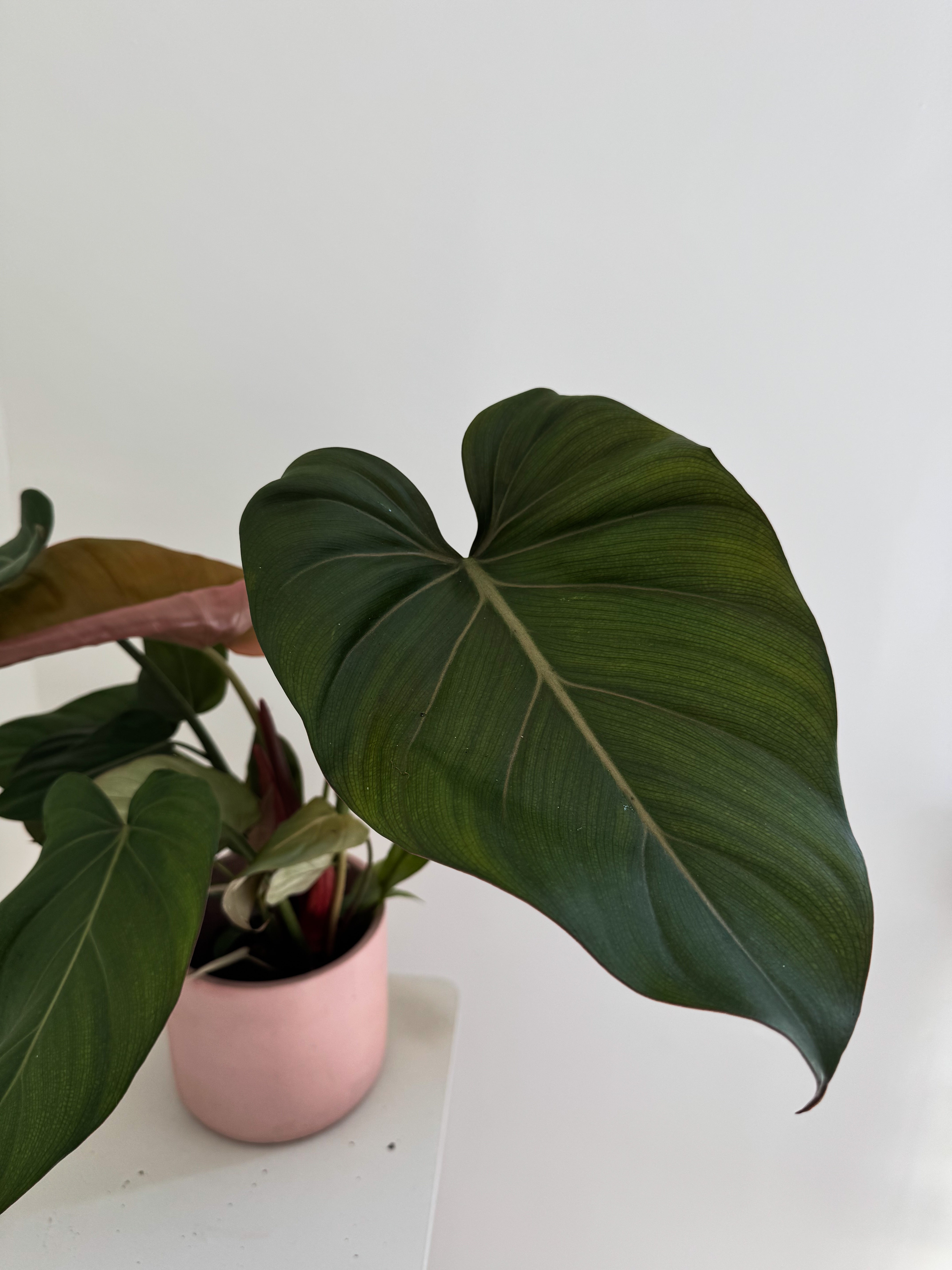 Close-up of Philodendron Summer Glory glossy green leaves showing natural leaf texture and patterns