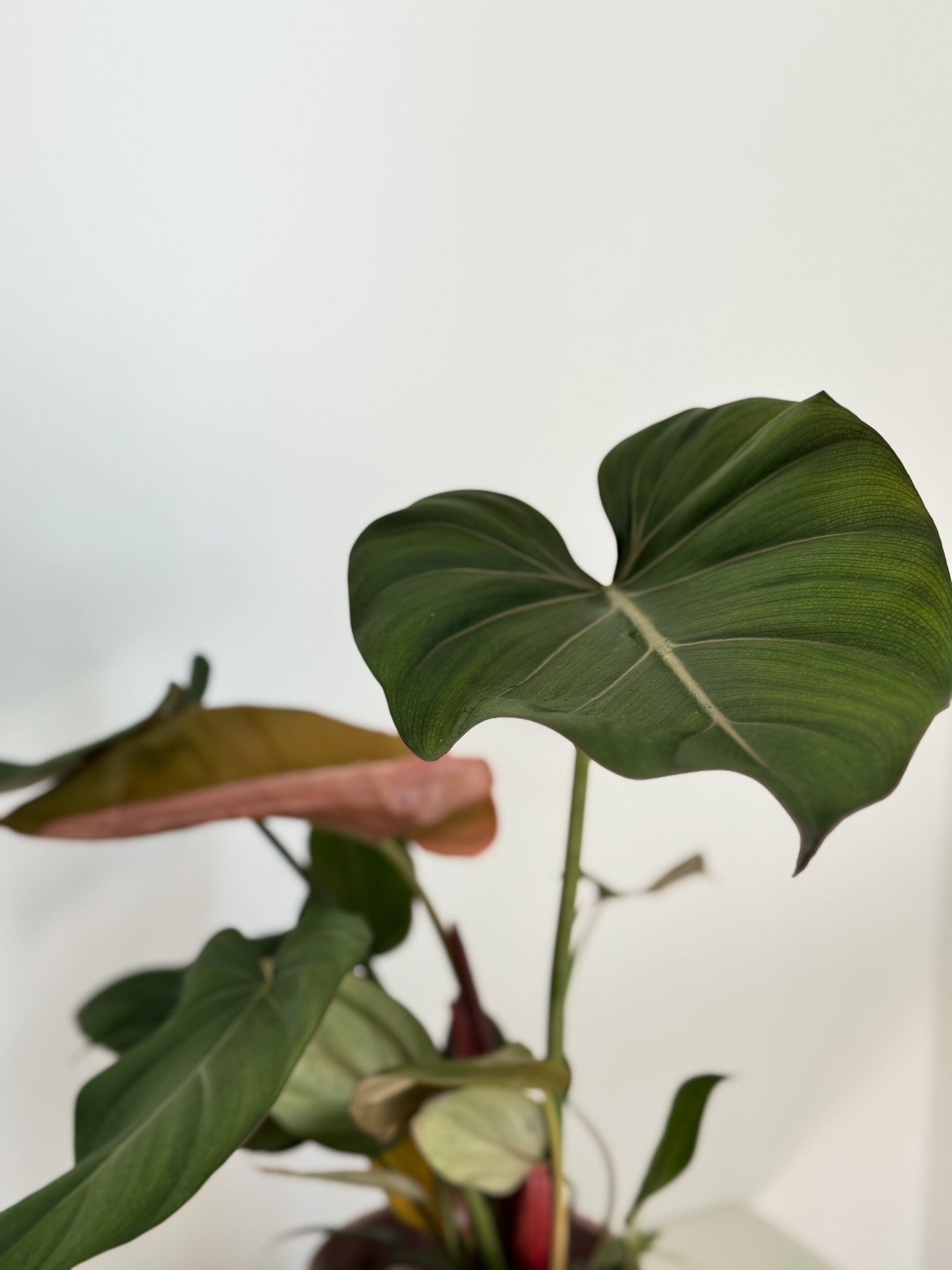 Medium Philodendron Summer Glory plant 40cm height perfect for Dubai homes and offices