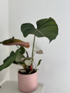 Potted plant with large green leaves in a pink pot - Plant Studio dubai