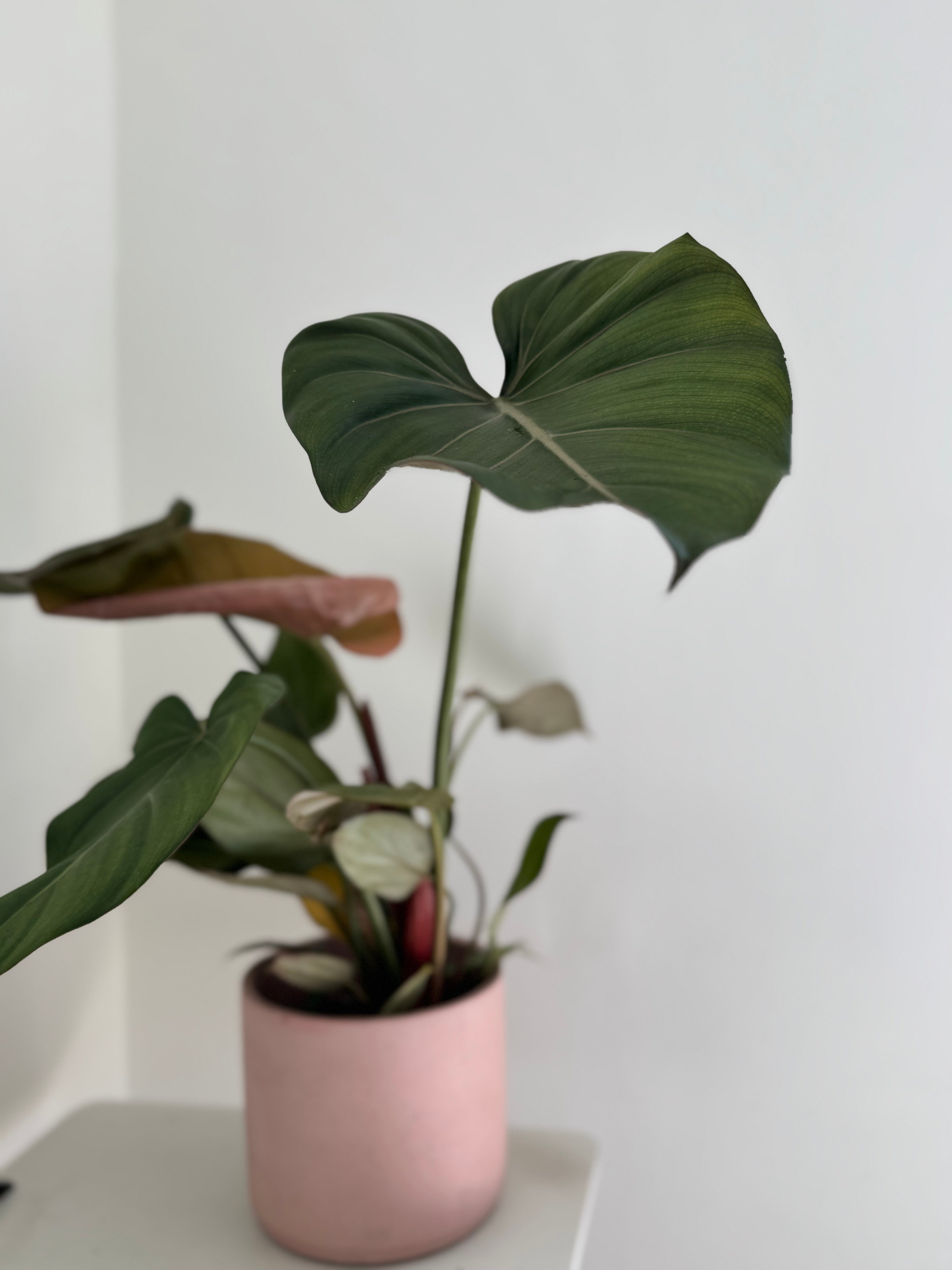Potted plant with large green leaves in a pink pot - Plant Studio dubai